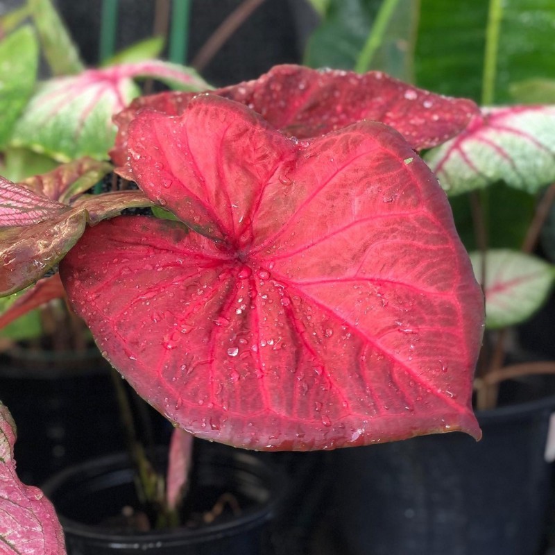 comprar muda de caladium Heloísa Juliana