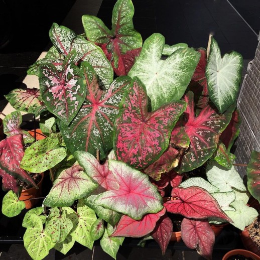 muda de planta caladium á venda