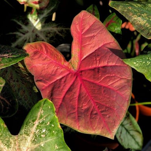 Muda de Caladium Telma