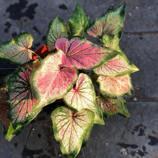 mudas de caladium