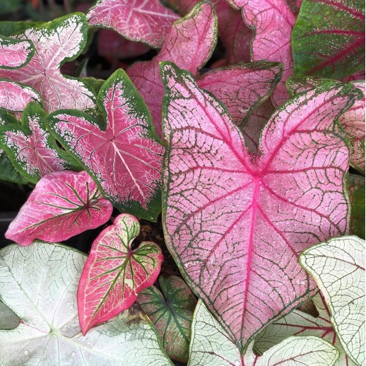 Muda de Caladium Deise