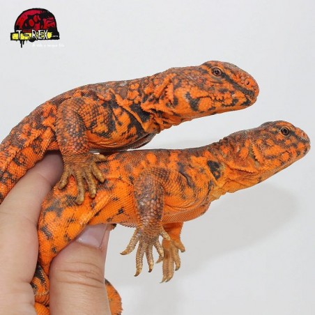 Répteis Uromastyx Legalizado