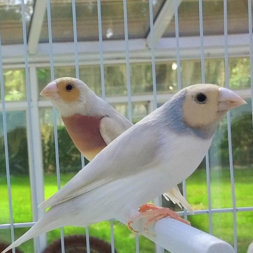comprar diamante gould prateado