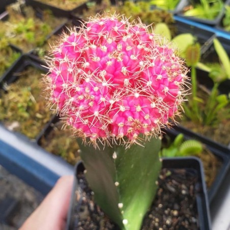 cacto cor de rosa a venda