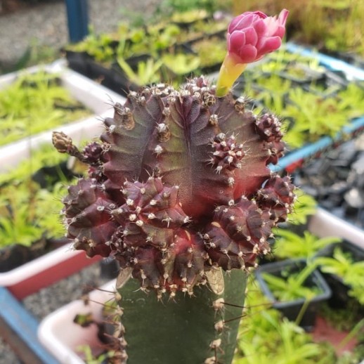 Cacto cor Vinho Raro