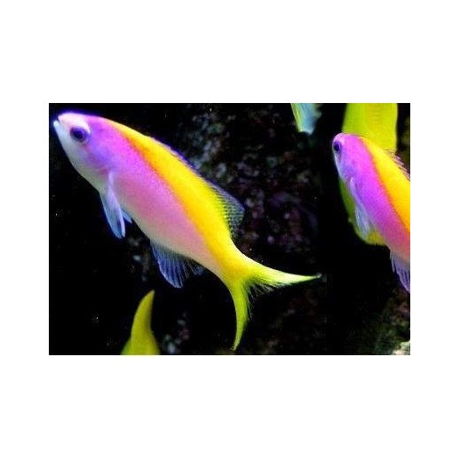 EVANSI ANTHIAS - PSEUDANTHIAS EVANSI