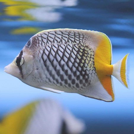 PEARLSCALE BUTTERFLY - CHAETODON XANTHURUS 