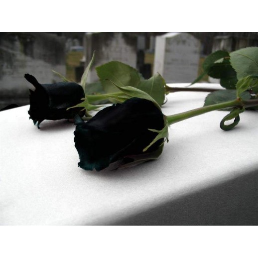 Rosa Negra Black  - Sementes Raras - Exóticas