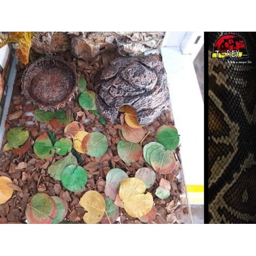 Mini-Habitat Floresta 