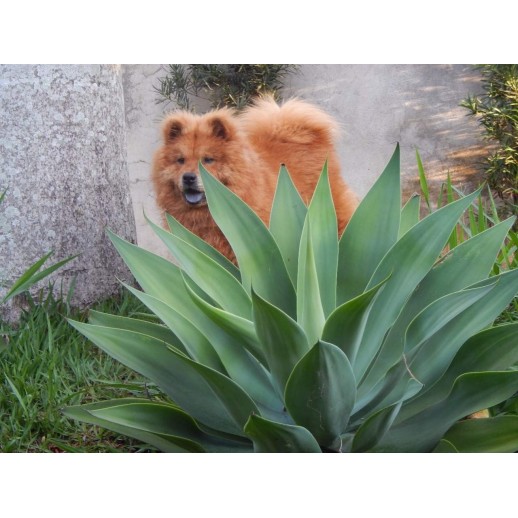 Chow Chow Fêmea  Long 