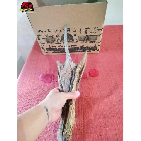 Tronco Natural 01