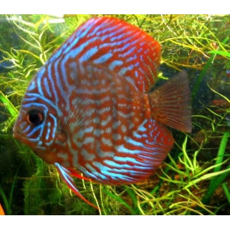 Peixe disco red turquesa