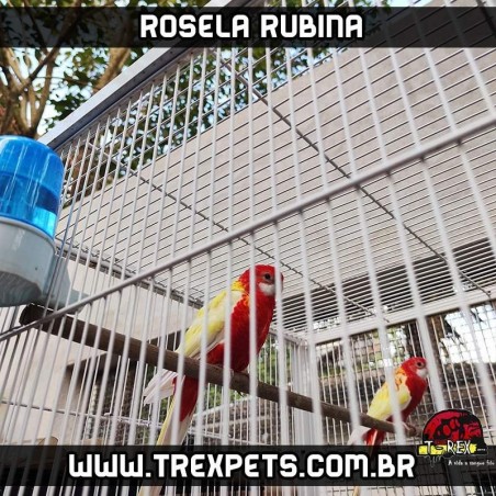 criador rosela rubina