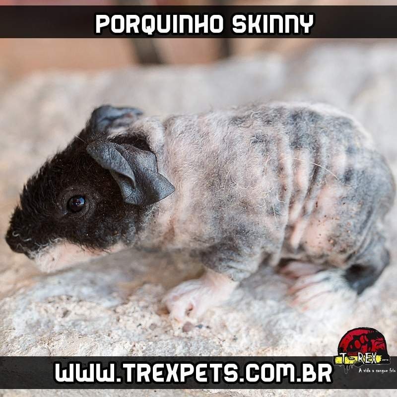Porquinho da Índia sem pêlos Skinni