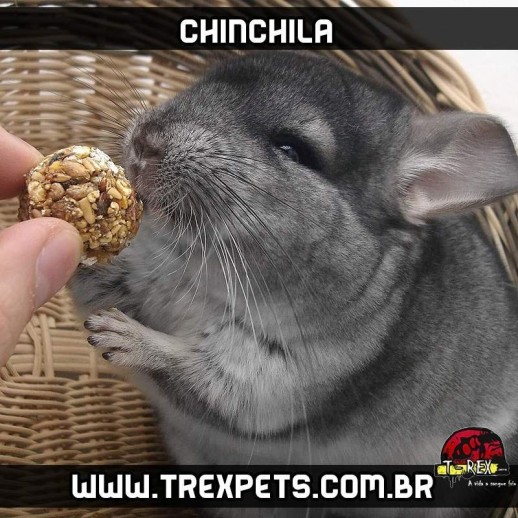 chinchila a venda em londrina