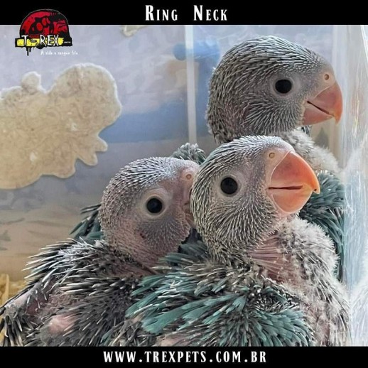 onde Comprar filhote de ring neck