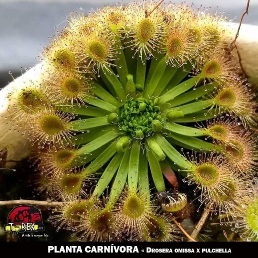 Drosera omissa x pulchella Drosera omissa x pulchella