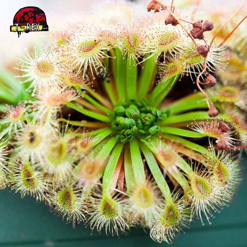 comprar planta carnivora drosera pulchella comprar planta carnivora drosera pulchella