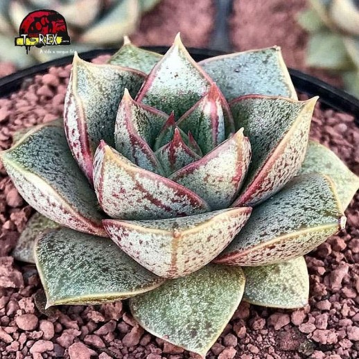comprar suculenta echeveria dionysos