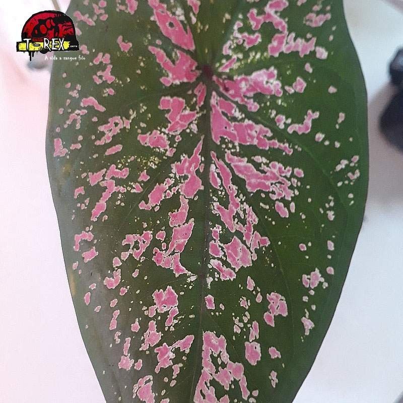 comprar muda de caladium