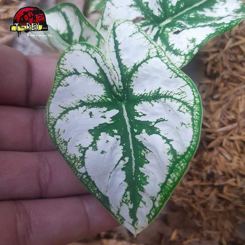 compra muda de caladium