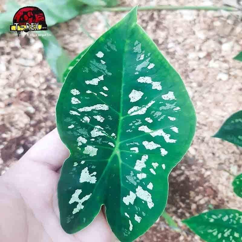comprar muda de caladium comprar muda de caladium