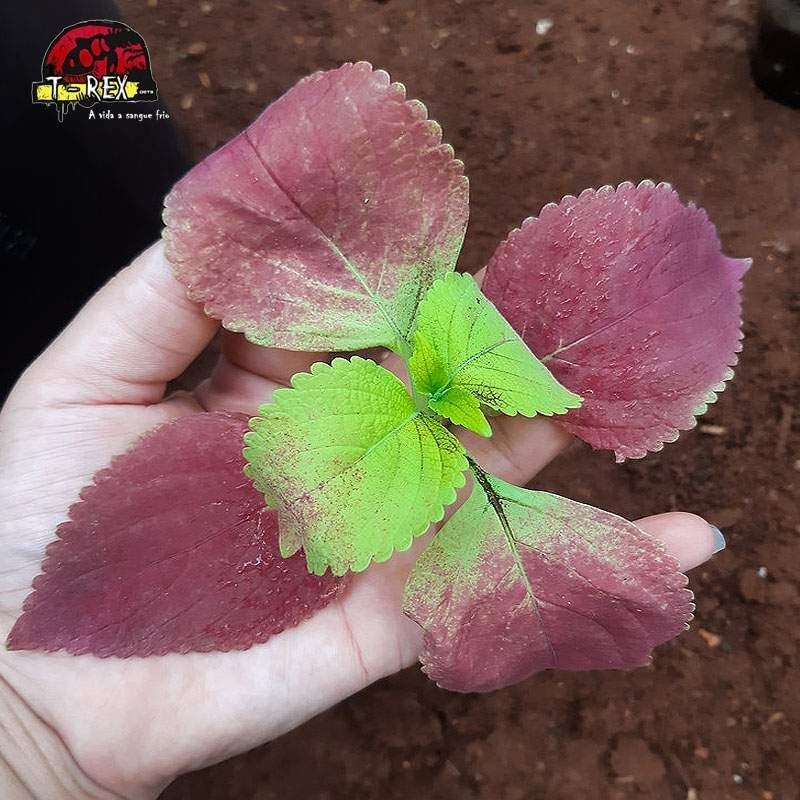 comprar muda de coleus