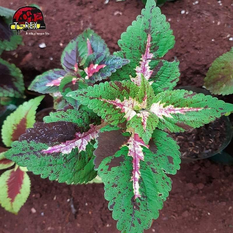 comprar muda de coleus