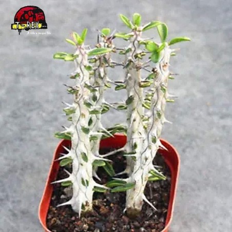 vendas de suculenta