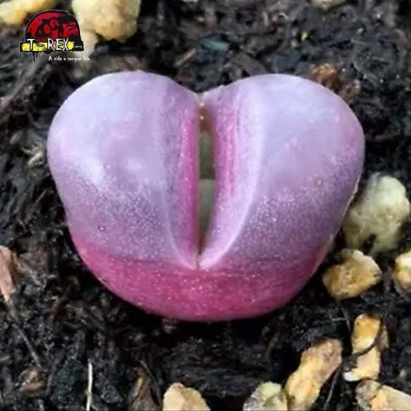 comprar muda de suculenta rara