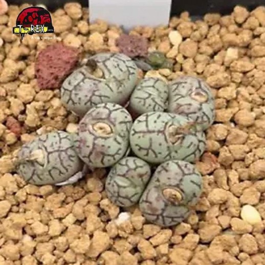 comprar muda de suculenta rara