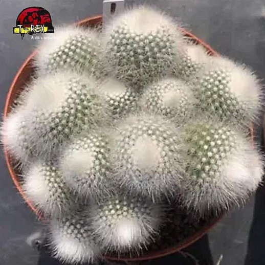 comprar muda de suculenta rara