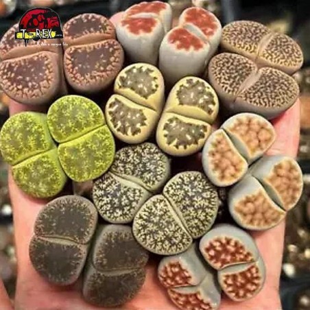 comprar muda de suculenta rara