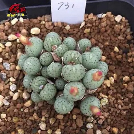 comprar muda de suculenta rara