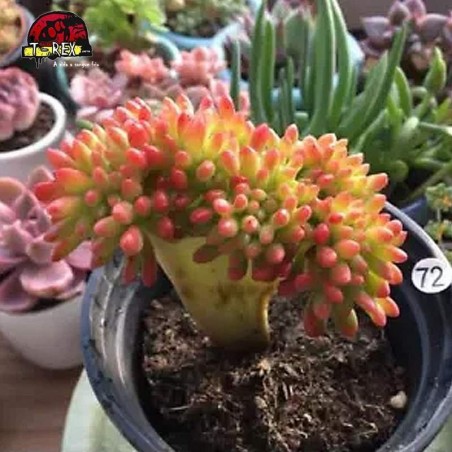 comprar muda de suculenta rara