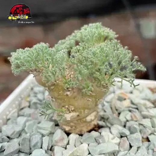 comprar muda de suculenta rara