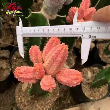 comprar muda de suculenta