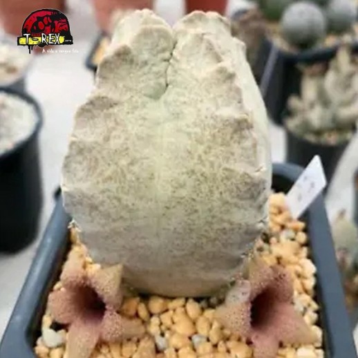comprar muda de suculenta rara