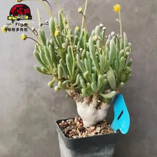 comprar muda de suculenta rara