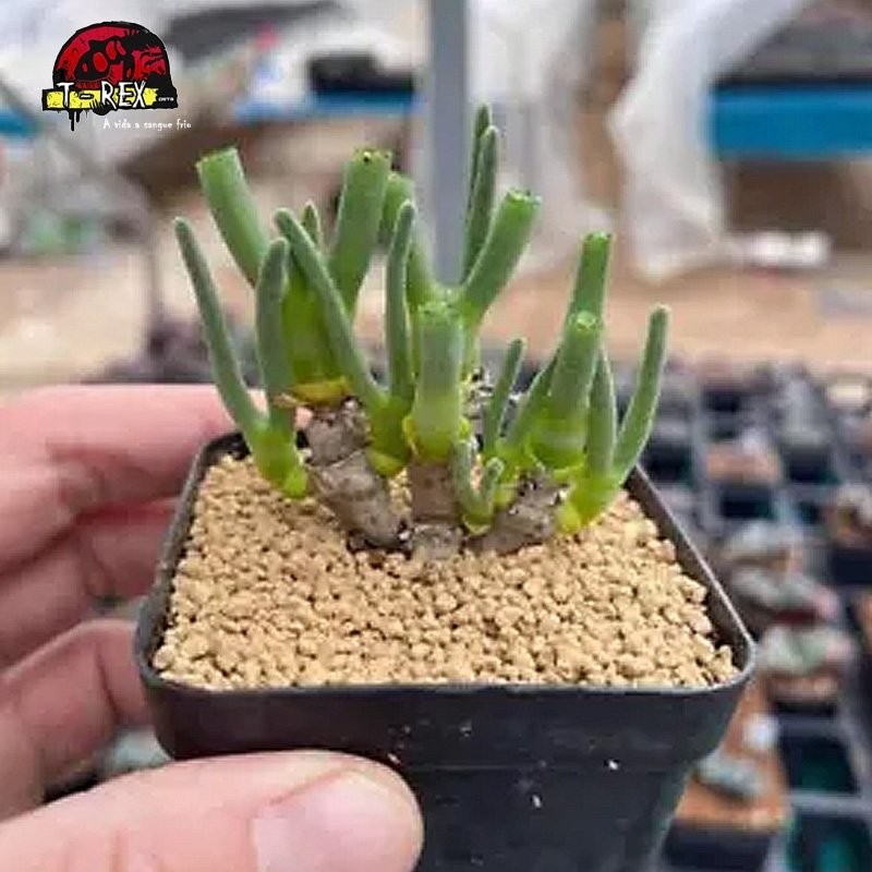 comprar suculenta rara no brasil