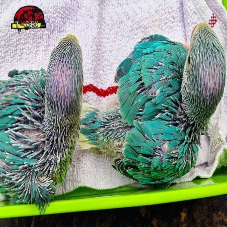 Encontre a alegria em casa: Adquira o adorável filhote Ring Neck Azul hoje mesmo!