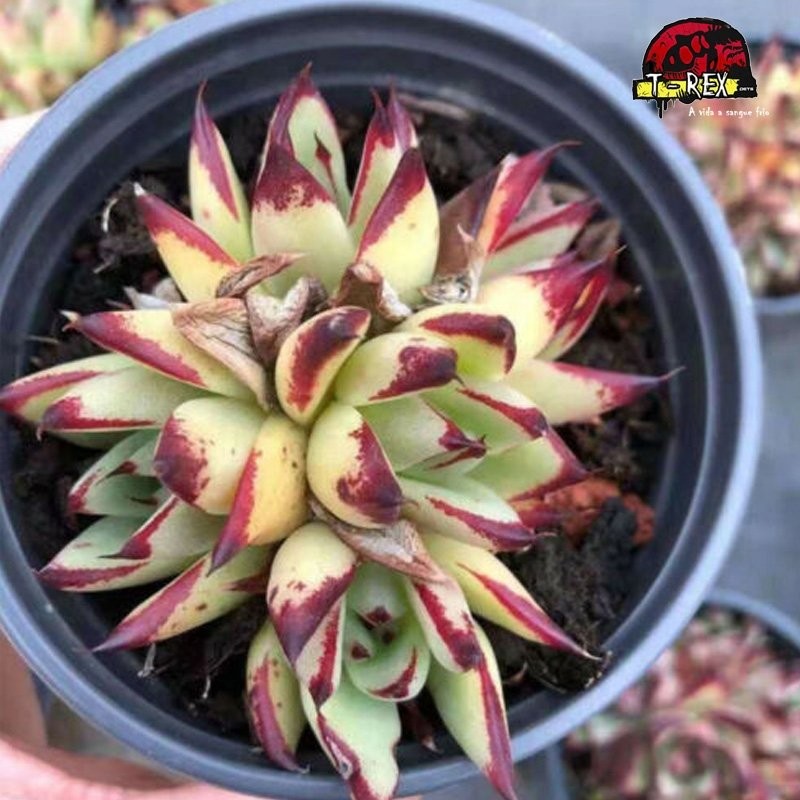 comprar muda de suculenta
