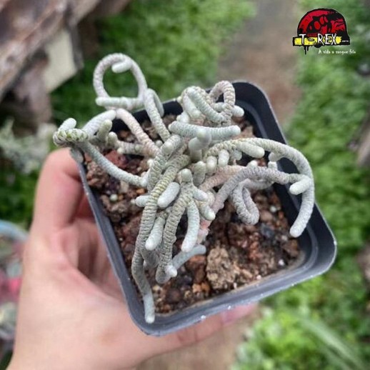 comprar suculenta rara