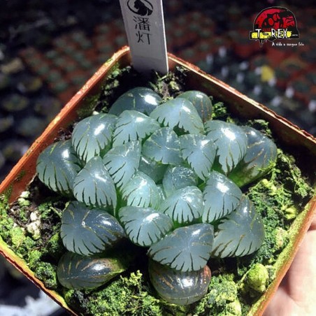comprar suculenta rara
