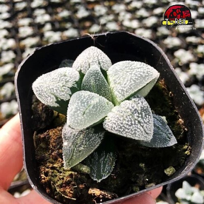 comprar suculenta rara