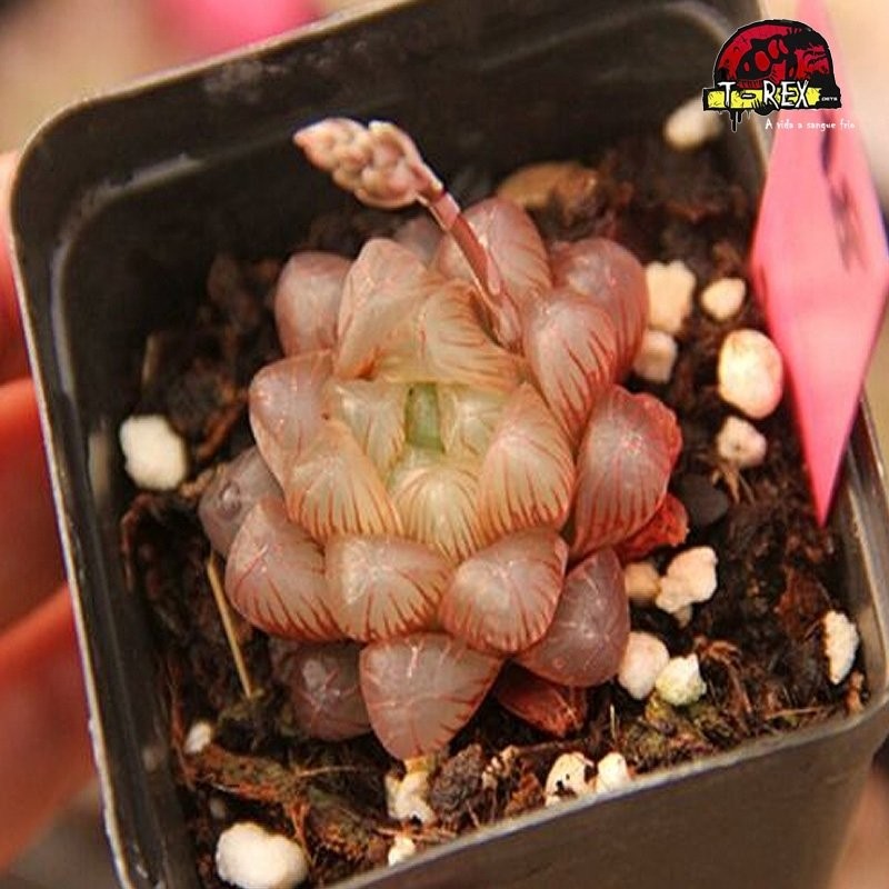 comprar suculenta rara