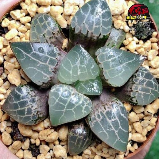 comprar suculenta rara
