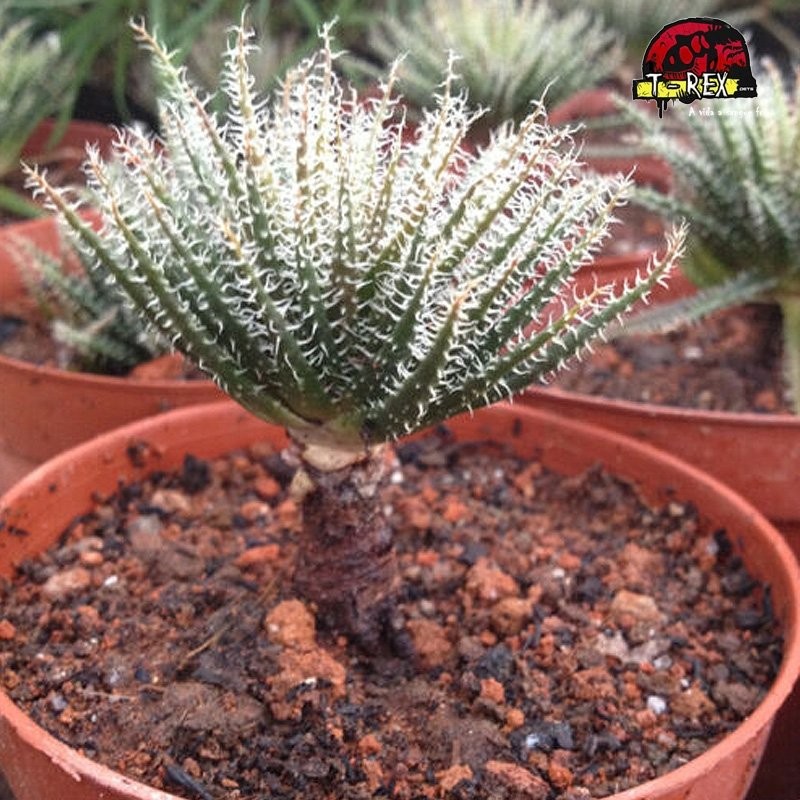 comprar suculenta rara