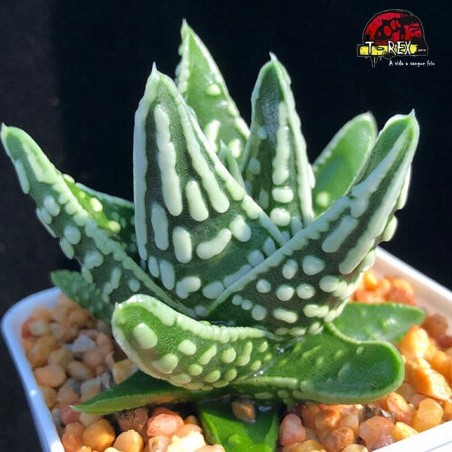comprar suculenta rara