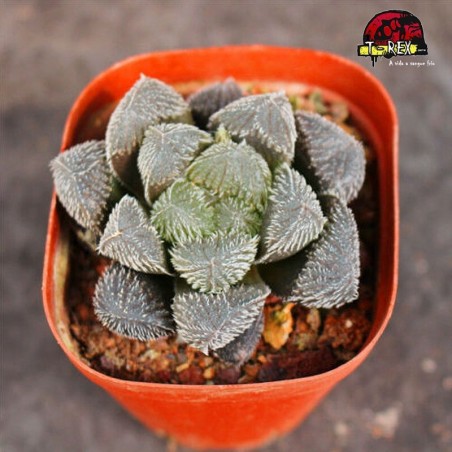 comprar suculenta rara